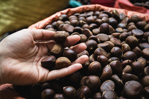 Picking up chestnuts, close up, hands, bean, brown, caffeine HD wallpaper