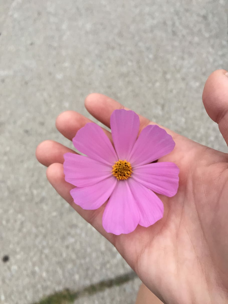 Flower, Hand, Spring, human body part, human hand, petal, one person HD wallpaper