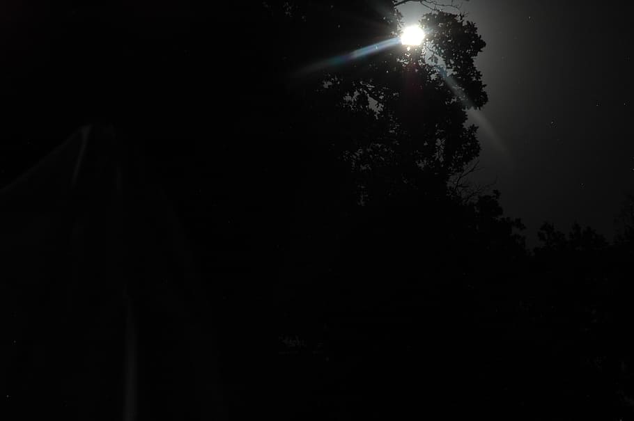 moon, moonlight, moon by trees, night, sky, illuminated, low angle view HD wallpaper