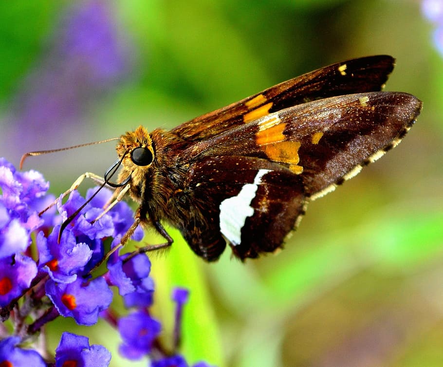 bug, insect, flower, macro, garden, pollen, moth, color, purple HD wallpaper