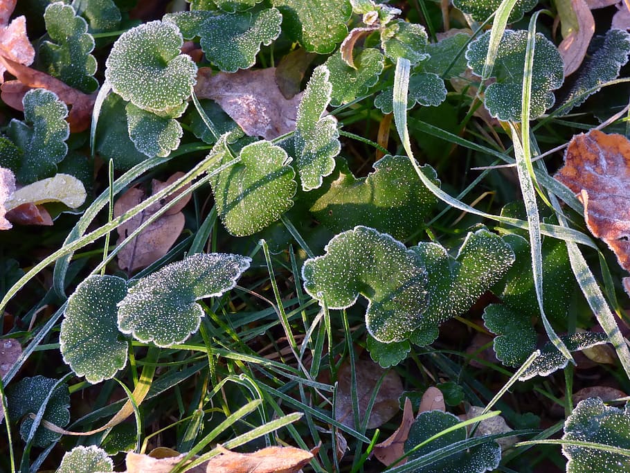 frost, autumn, zing, growth, leaf, plant part, beauty in nature HD wallpaper
