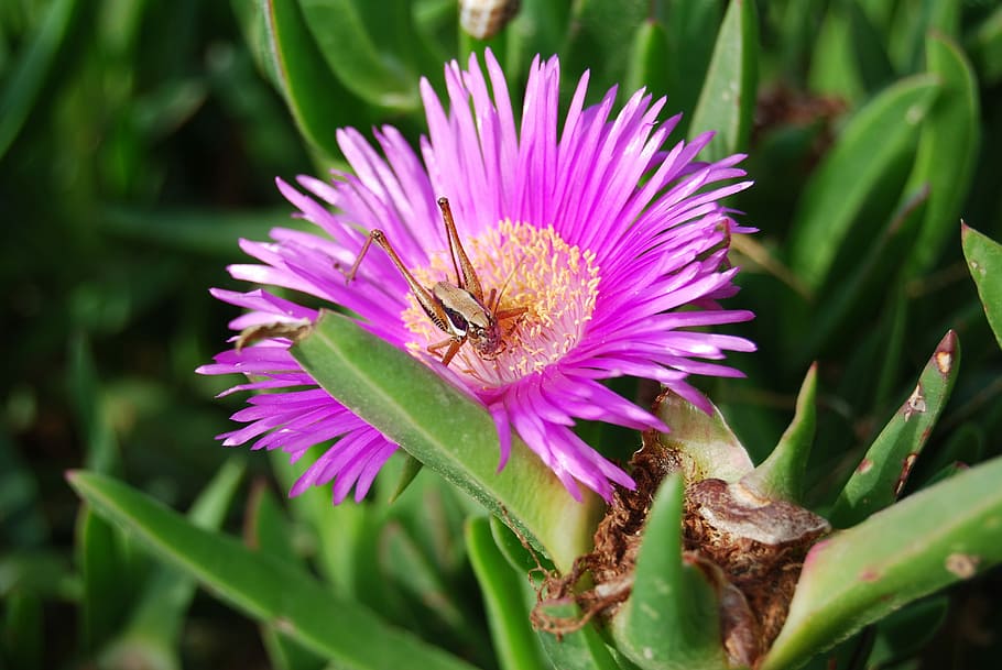 Flower, Grasshopper, Nature, Blossom, bloom, ornamental plant HD wallpaper