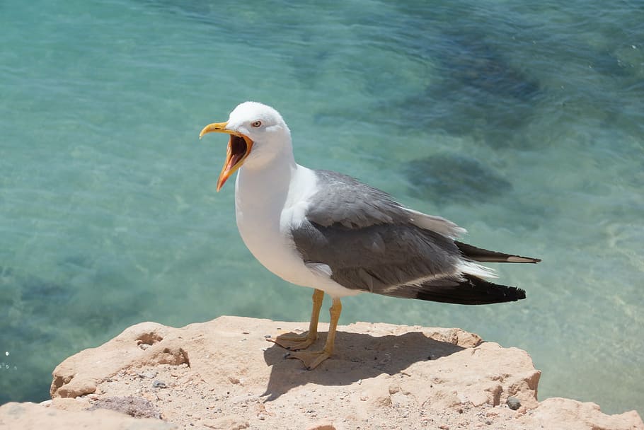 seagull, bird, portrait, nature, animal, wildlife, beach, sea Bird HD wallpaper