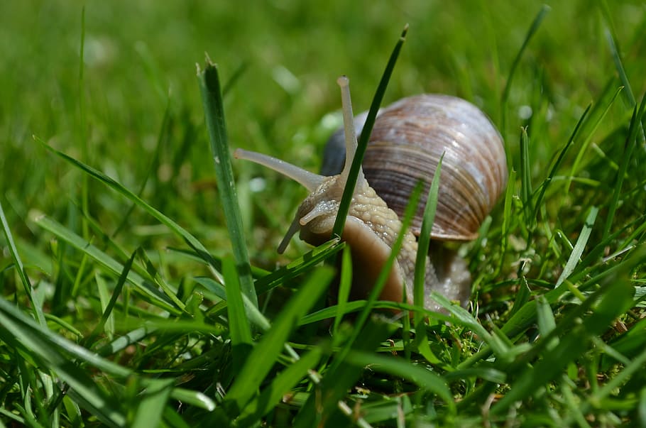 snail, mollusk, shell, grass, green color, plant, animal themes HD wallpaper