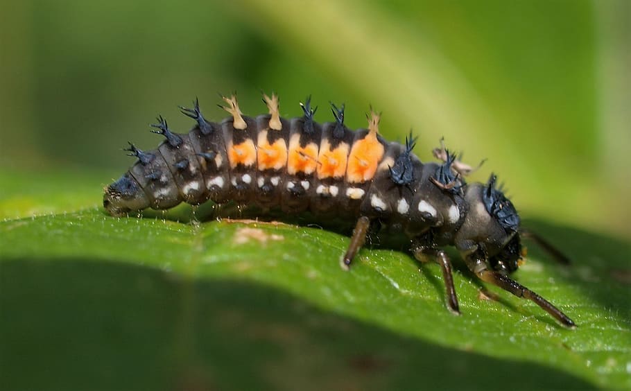 Ladybird larvae 1080P, 2K, 4K, 5K HD wallpapers free download ...