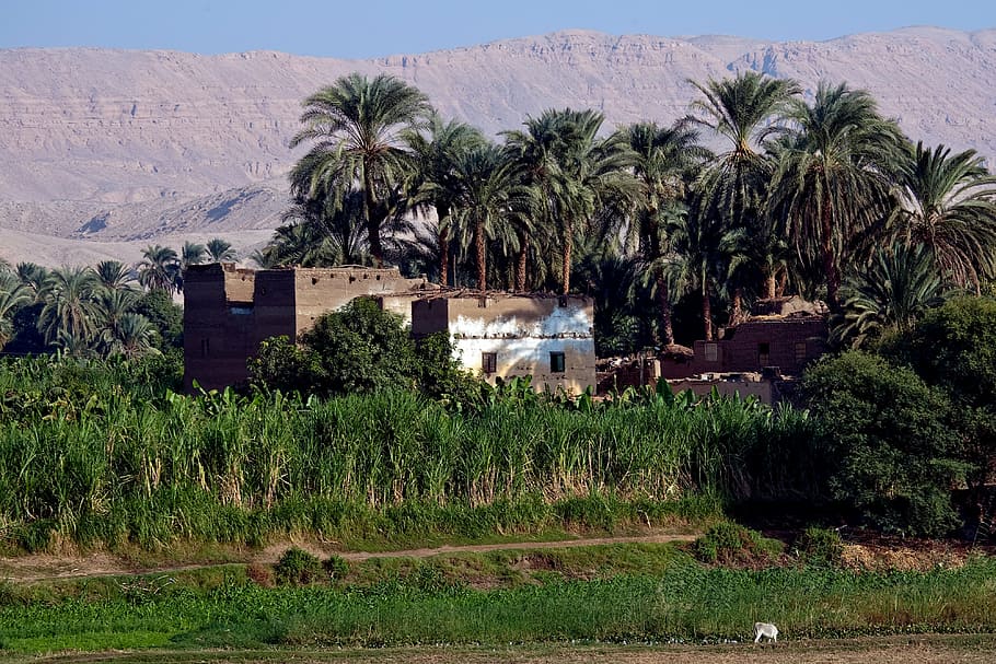house, egypt, palm trees, crops, sand, dunes, plant, tropical climate HD wallpaper