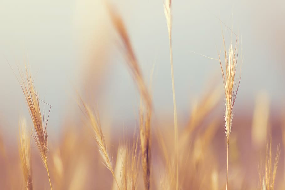 selective focus photography of wheat at daytime, grass, macro HD wallpaper