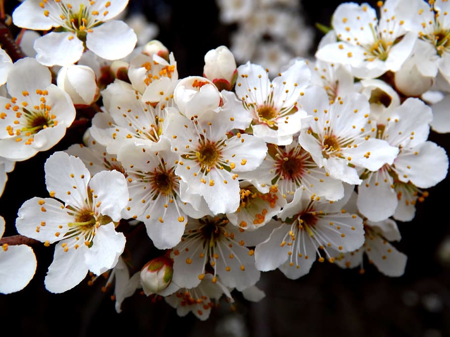 Flower, White, Spring, Casey, white spring, blossom, white color HD wallpaper