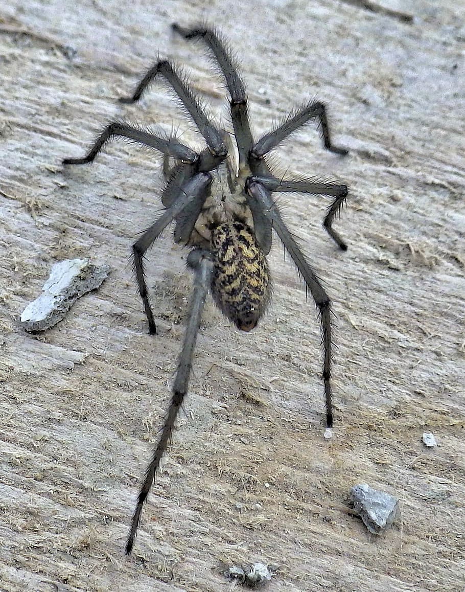 Spider, Animal, Arachnids, animal themes, animals in the wild HD wallpaper