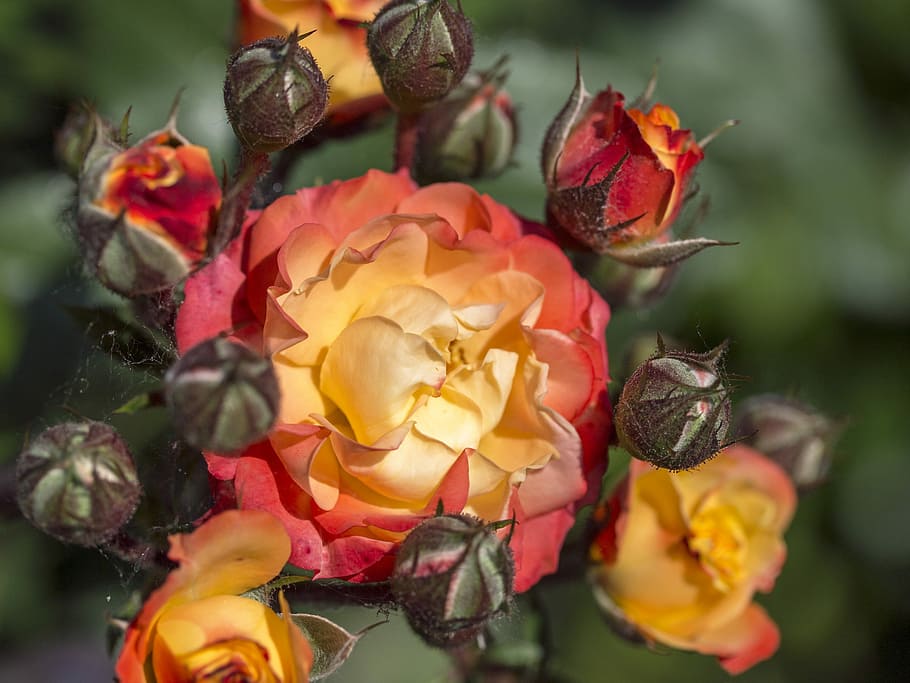 rose, red, yellow, orange, flora, garden, nature, plant, flowering plant HD wallpaper