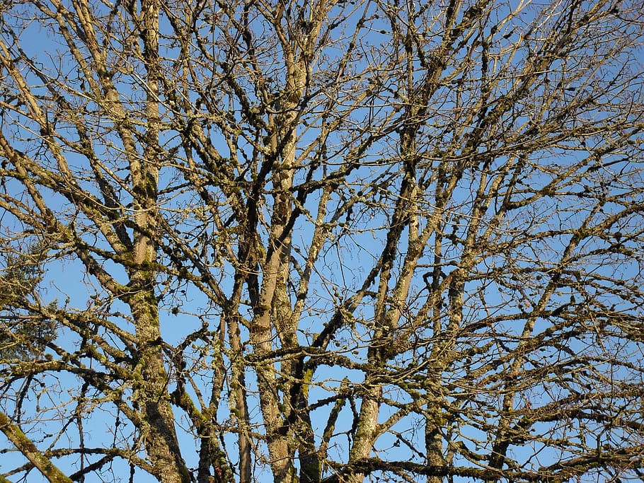 tree, branches, natural, pattern, nature, dry, wooden, low angle view HD wallpaper