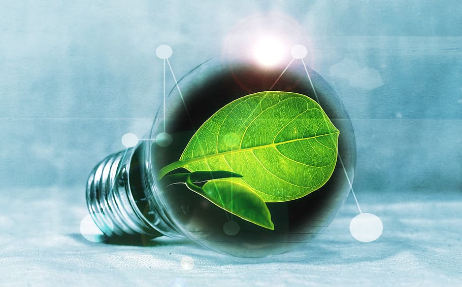 green leaf inside LED bulb graphics art, light bulb, chlorophyll