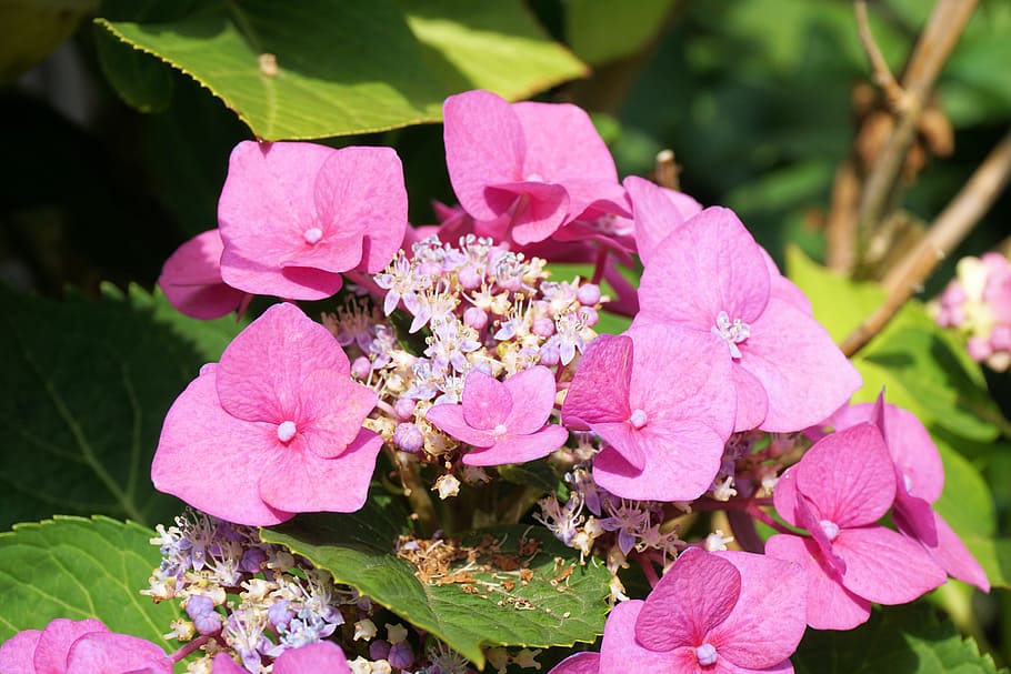 hydrangeas, flower, blossom, bloom, nature, garden, summer HD wallpaper