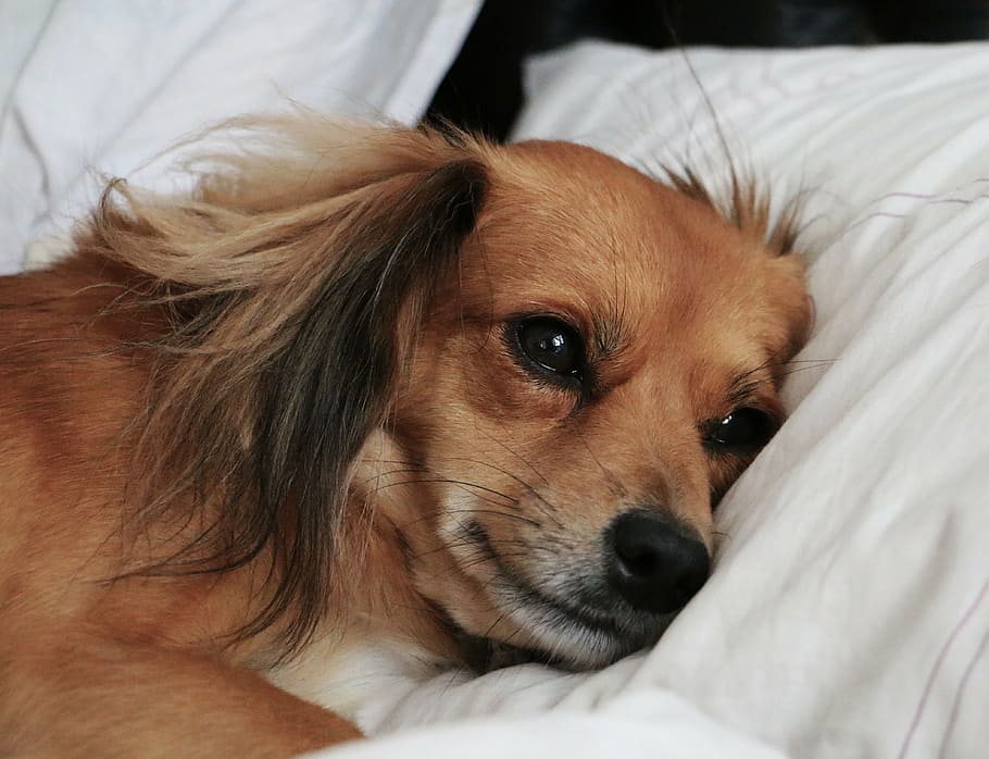 short-coated puppy laying on white textile, sad, dog, lying in bed HD wallpaper