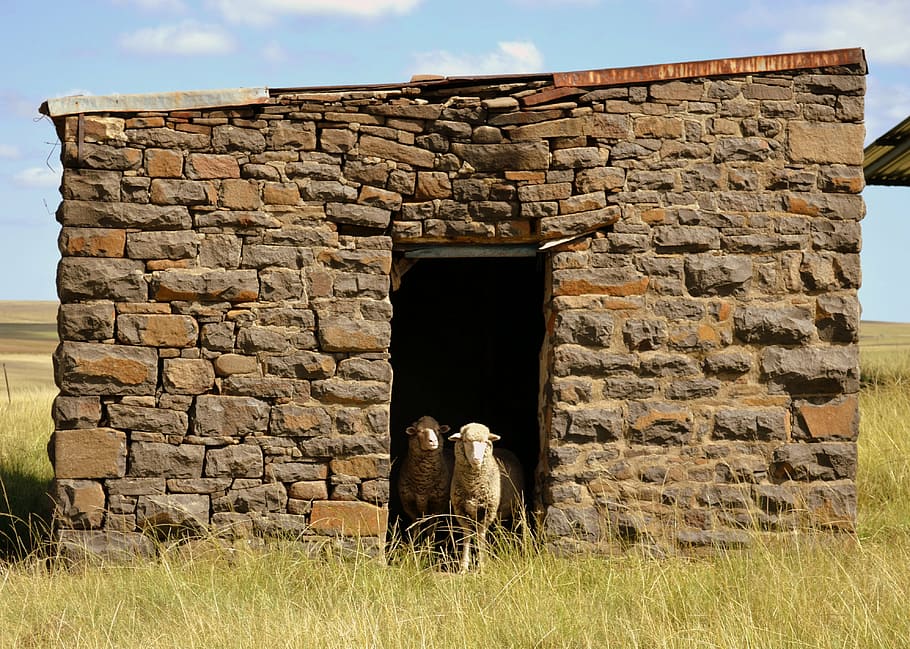 building, sheep, countryside, built structure, architecture HD wallpaper