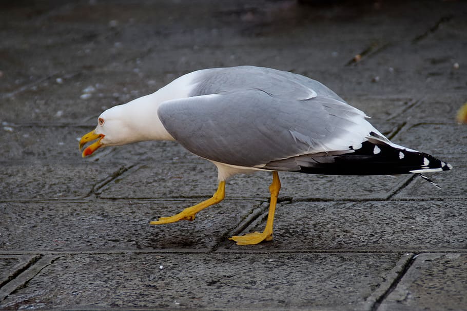 Gull, Bird, Stalk, Sneak, Animal, birds, evil, wildlife photography HD wallpaper