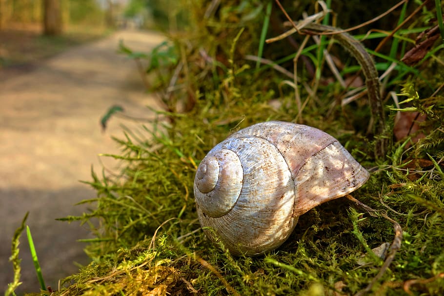 brown shell on grass, snail-shell, mollusk, gastropod, animal HD wallpaper