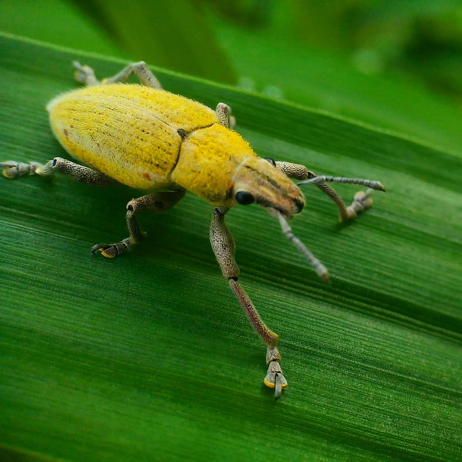 insects, leaf, yellow, animals, green, ketch, field, own, plant part HD wallpaper