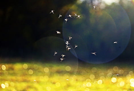 Insect, Mosquito, Late Summer, Fly, nature, bokeh, mosquito swarm HD wallpaper