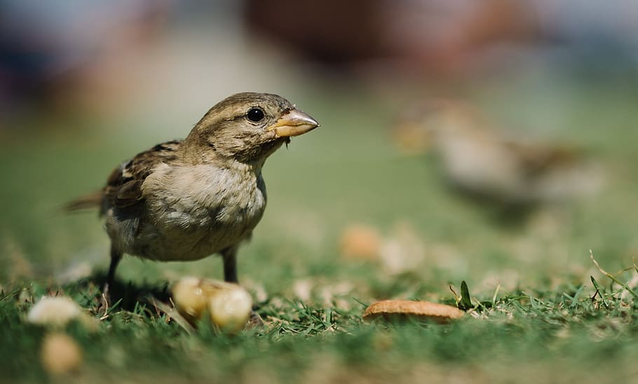 closeup photo of brown bird on green grass, selective focus of brown bird on grass HD wallpaper