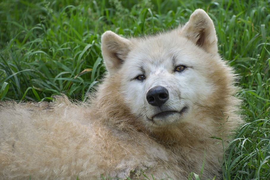 adult white Siberian husky on green grass close-up photo, wolf HD wallpaper