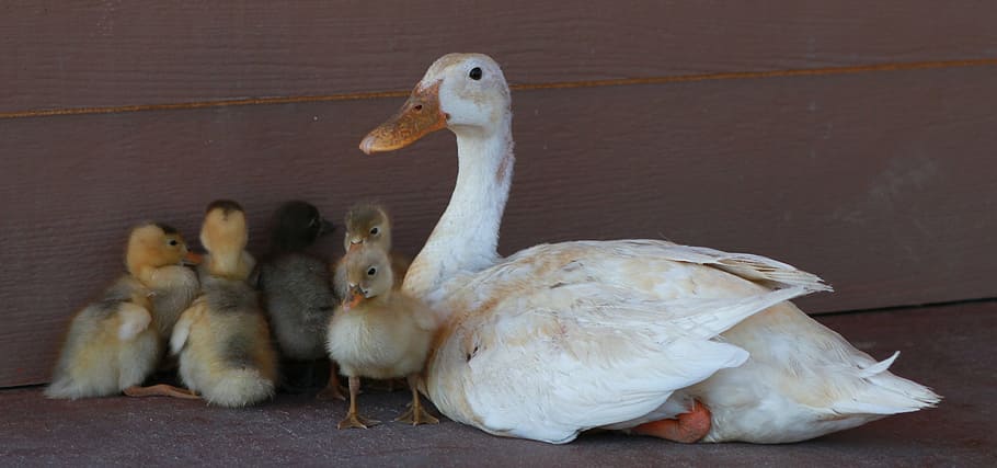 white duck with ducklings, chicks, bird, farm, animal, yellow HD wallpaper