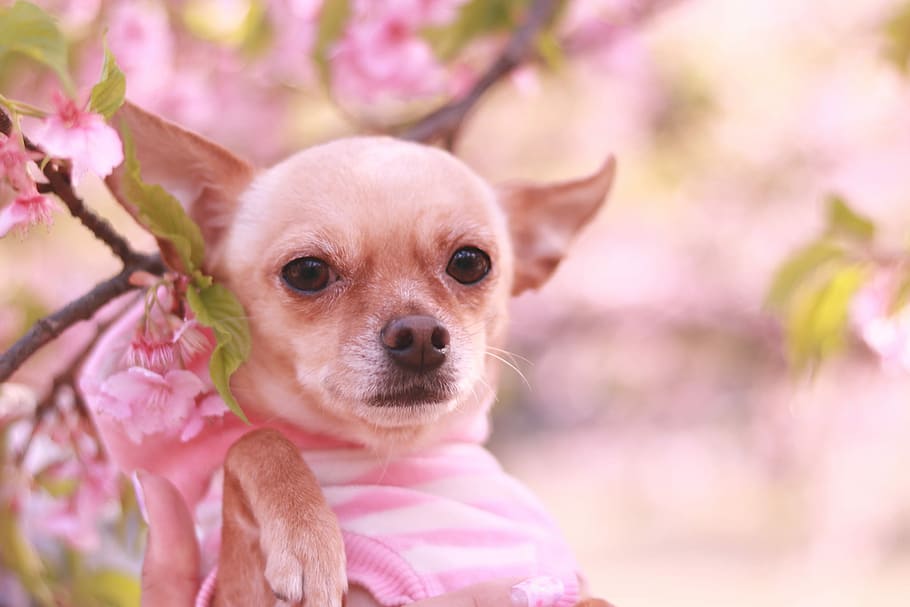 tan smooth Chihuahua, dog, chihuahua - Dog, animal, pets, cute HD wallpaper