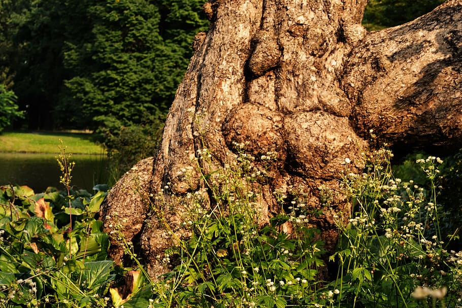 tree root, tribe, brown, log, nature, old, rooted, bark, overgrown HD wallpaper