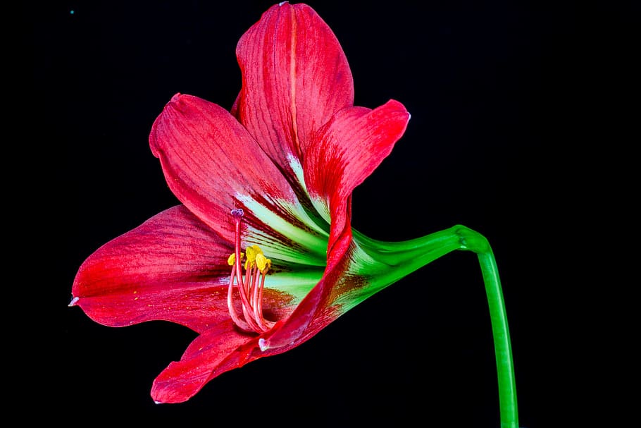 Blossom, Bloom, Flower, red, growth, no people, petal, plant HD wallpaper