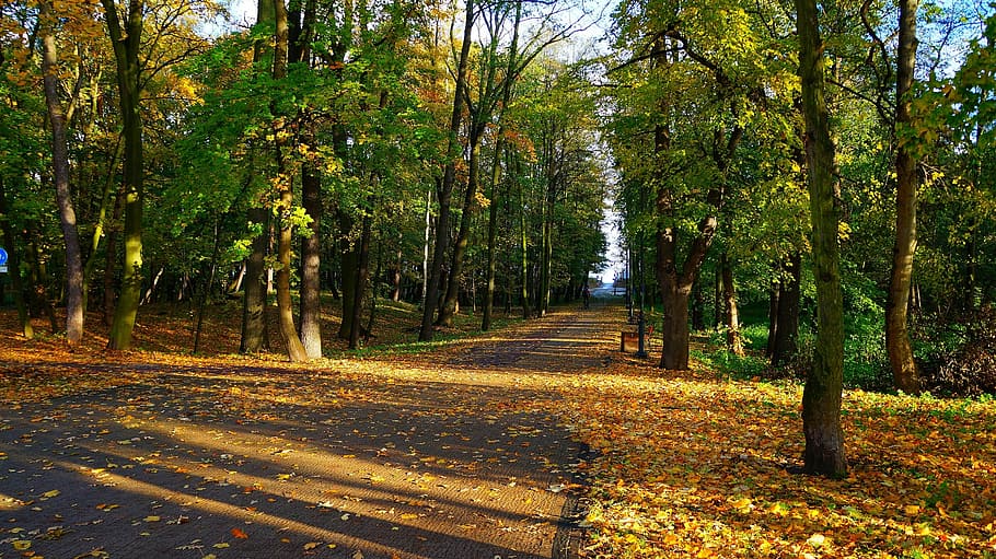 landscape, view, nature, tree, park, way, alley, autumn, plant HD wallpaper