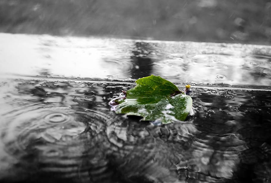 green leaves on body of water, leaf, nature, macro, puddle HD wallpaper