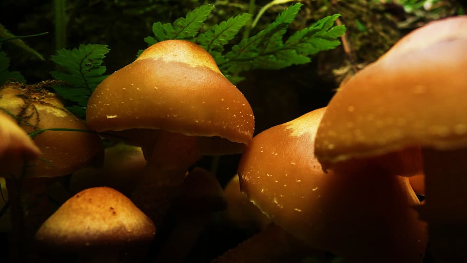 Mushrooms, Wild, Toadstools, Fungus, growth, growing, yellow, HD wallpaper
