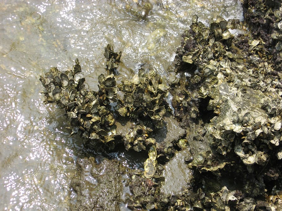 barnacles, surf, beach, nature, river, water, no people, sea HD wallpaper