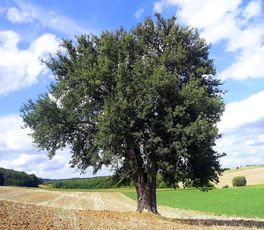 Pear, Tree, Deciduous Tree, lerchenberg, germany, grow, tribe HD wallpaper