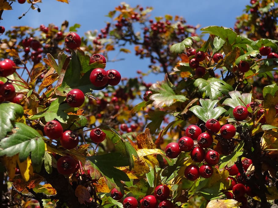 nature, fruit, red, beautiful, macro, close-up, background HD wallpaper