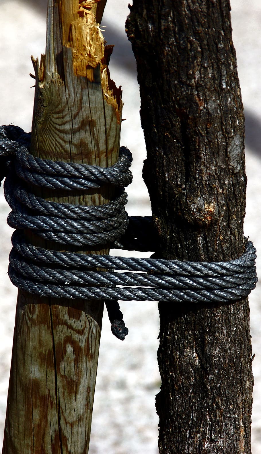 Trees, Trunks, Bark, Pine Wood, rope, wood - Material, nature HD wallpaper