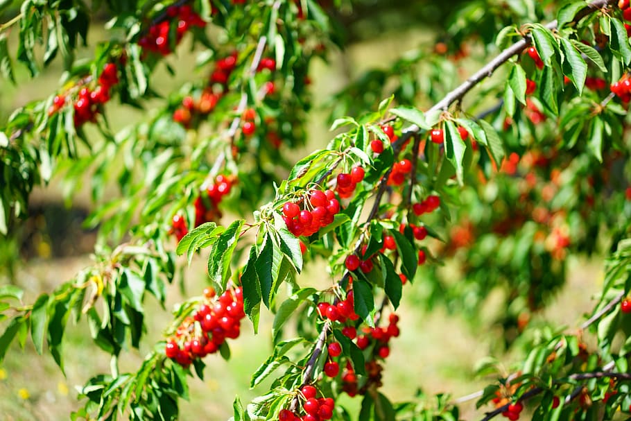 cherries, cherry, sour cherries, red, fruits, ripe, früchtchen HD wallpaper