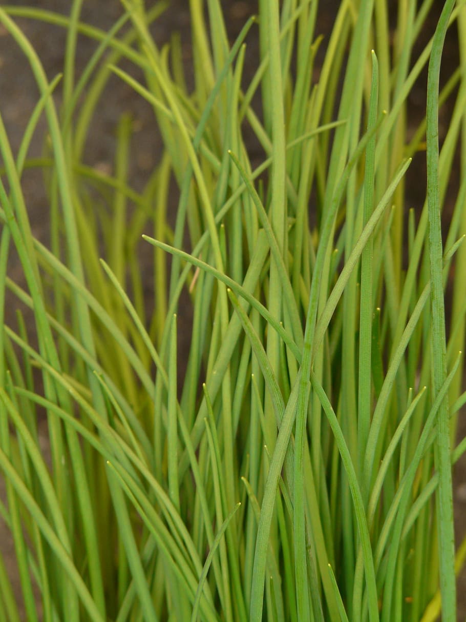 chives, leek, kitchen spice, sharp, green, grassy, plant, herb limited HD wallpaper