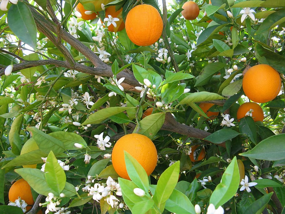 orange tree branch