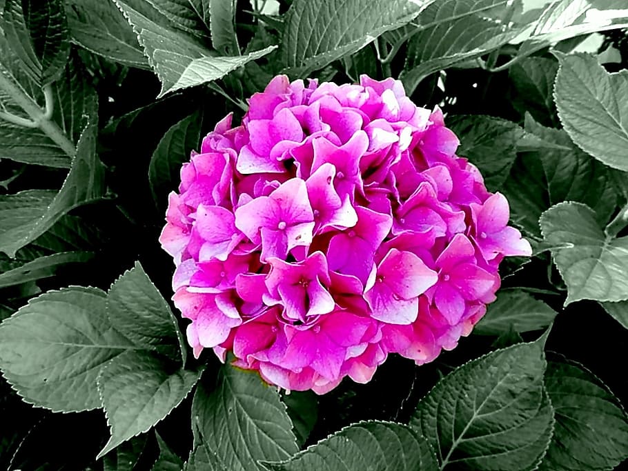 hydrangeas, genus, hydrangea plants, hydrangeaceae, ornamental shrubs HD wallpaper