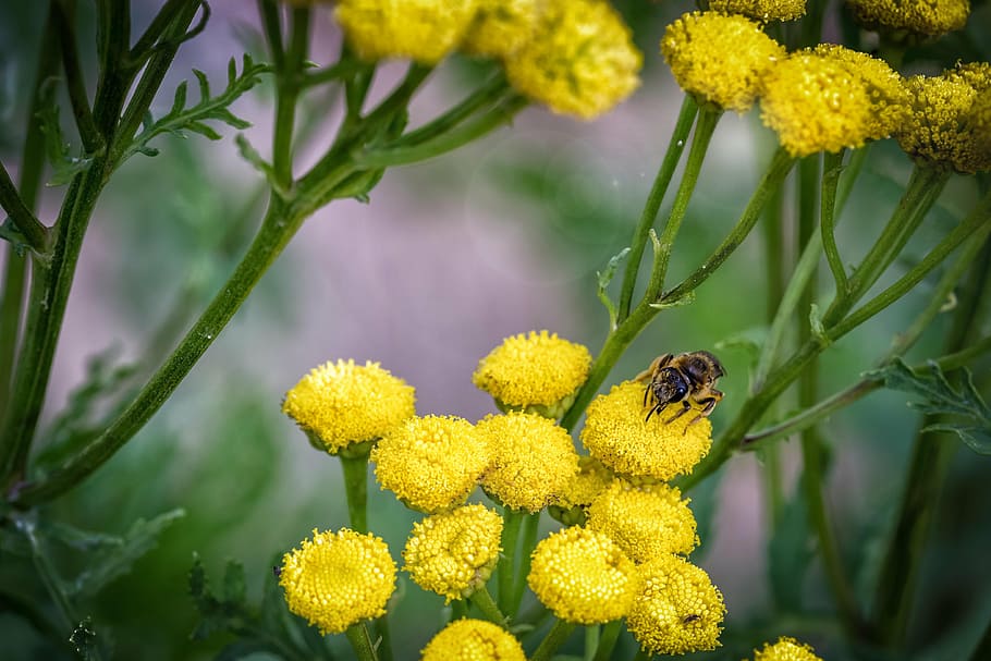 macro, close, flowers, bee, nature, yellow, green, plant, summer HD wallpaper