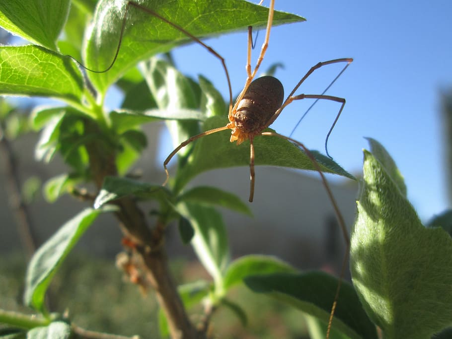 spider, long legs, valencia, plant part, leaf, invertebrate HD wallpaper