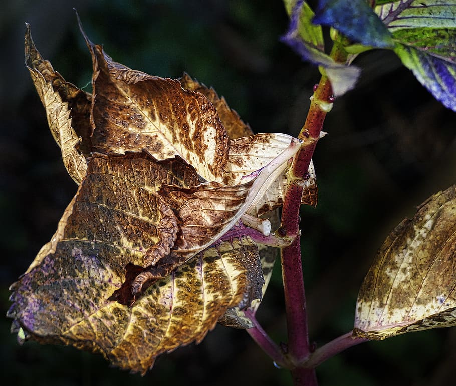 leaf, autumn, fall color, leaf coloring, sunlight, illuminated, HD wallpaper