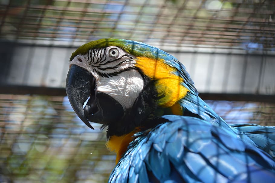 Blue bird, blue, yellow, and green bird, parrot, macaw, feathers HD wallpaper