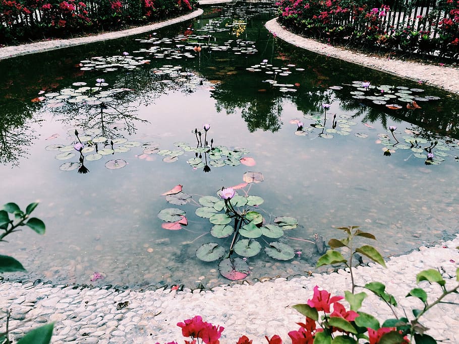 Lotus, Pond, Artistic, Conception, artistic conception, reflection HD wallpaper