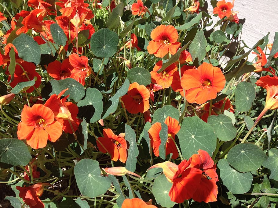 nasturtiums, orange, summer, flowering plant, beauty in nature HD wallpaper