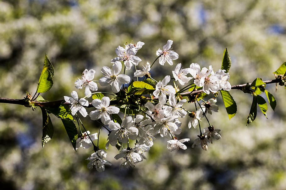 flowers, spring, tree, full bloom, bud, nature, garden, close HD wallpaper