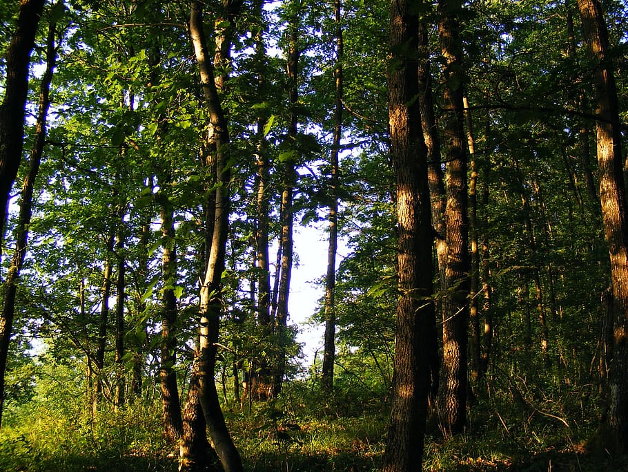 nature, plants, trees, oak, jove 39 s, land, forest, beauty in nature HD wallpaper