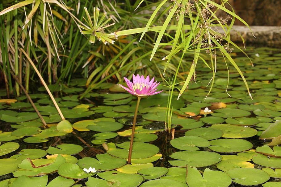 flower, nature, green, plant, flowering plant, growth, leaf HD wallpaper