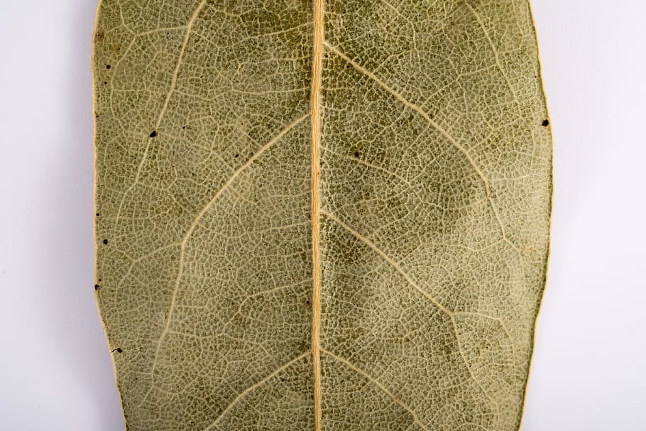 sheet, old leaf, dry leaves, tree, autumn, old age, dryness HD wallpaper